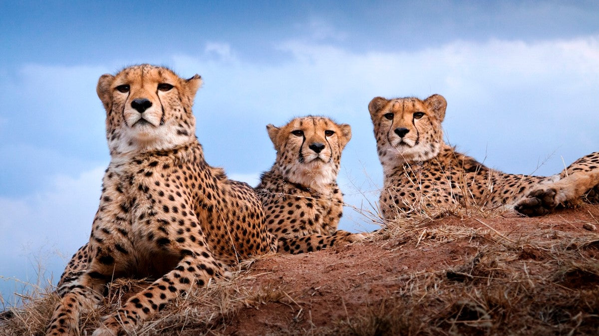 Leverden partners with Cheetah.org to support Namibian conservation