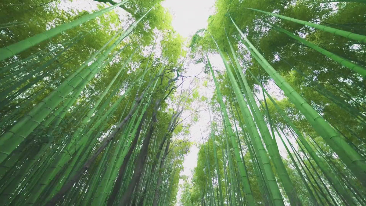 The Bamboo Salt Night Ritual: bamboo forest, salt roasted in bamboo, and the Bamboo Forest candle