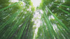 The Bamboo Salt Night Ritual: bamboo forest, salt roasted in bamboo, and the Bamboo Forest candle